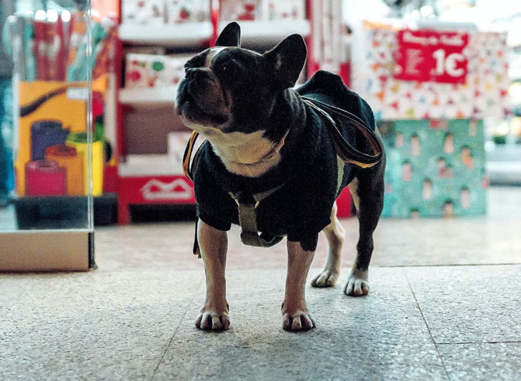More Retailers Are Welcoming Dogs Into Their Stores but How Easy and Enjoyable Is the Experience